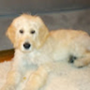 Meet your Posher, Wendy